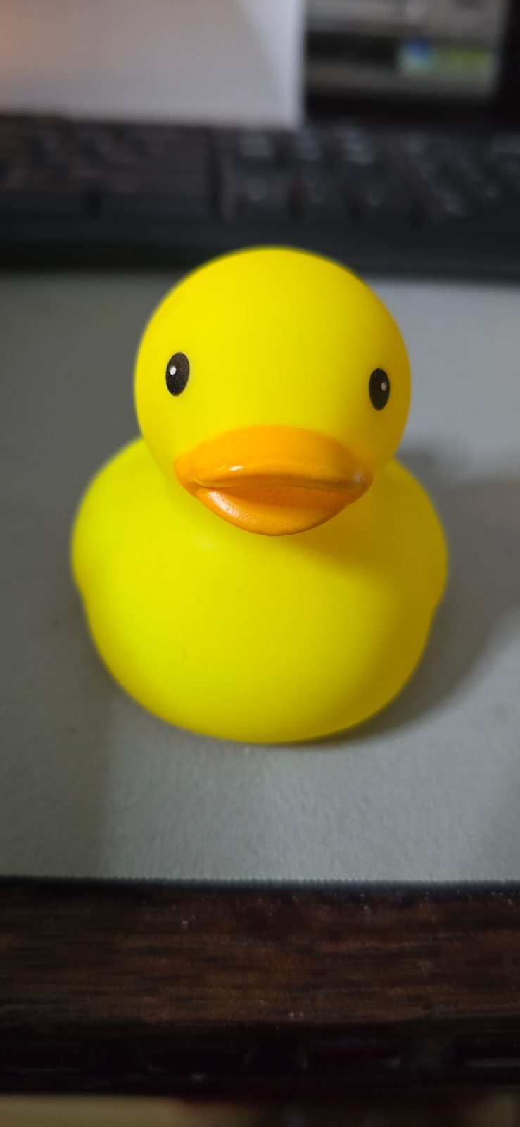 Lil' Buc Duckling